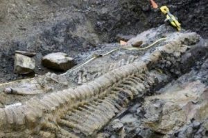 120 milyon yıllık dinozor fosili &Ccedil;in'e iade edildi