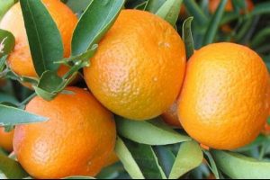 "Rusya, narenciyeyi 2 kat pahalı alacak"