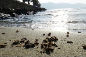 Muğla'da ilgin&ccedil; olay: Arılar sahile vurdu