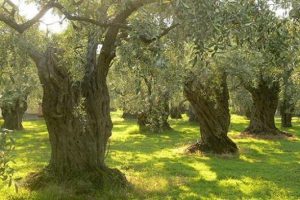 T&uuml;rkiye, 80 milyon zeytin ağacının &uuml;retime katılmasını bekliyor