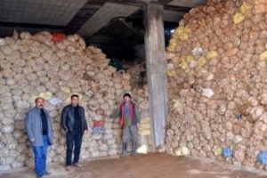 Tonlarca patates ter&ouml;r y&uuml;z&uuml;nden ellerinde kaldı