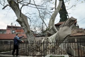Bursa'da tarihi &ccedil;ınar kaderine terkedildi