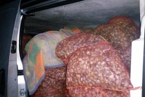 Edirne'de 3 ton ka&ccedil;ak midye ele ge&ccedil;irildi