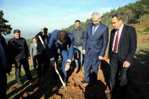 Bursa'da ipekb&ouml;ceği &uuml;retimi i&ccedil;in 3 bin dut ağacı dikildi