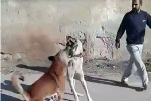 Sokak k&ouml;peğiyle k&ouml;peğini d&ouml;v&uuml;şt&uuml;rd&uuml;!