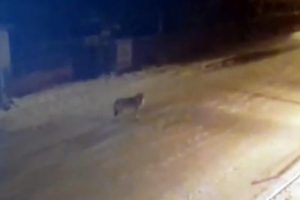 A&ccedil; kalan kurtlar şehir merkezine indi