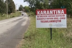 Bursa'da şap karantinası 4 il&ccedil;eye yayıldı!