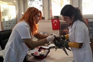 Bursa'da yaralı bulunan şahin tedavi ediliyor