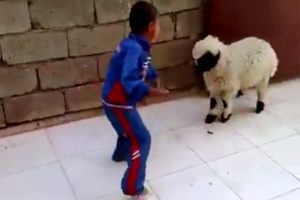 &Ccedil;ocuk ve kuzunun g&uuml;ld&uuml;ren kavgası