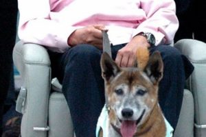 Kralın k&ouml;peğine hakarete 37 yıl hapis istendi