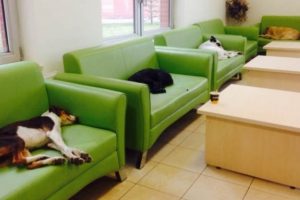 &Uuml;niversitede her k&ouml;peğe bir kanepe!