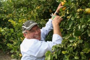 25 yıl milletvekilliği yaptı şimdi limon yetiştiriyor