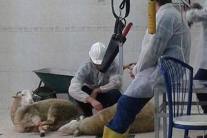 İstanbul &Uuml;niversitesi Veteriner Fak&uuml;ltesi'nde vegan eylemi