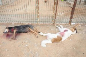 Barınaktaki 2 k&ouml;peği t&uuml;fekle vurdular