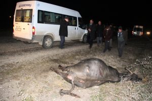 &Ouml;ğrenci servisi mandaya &ccedil;arptı: 14 yaralı