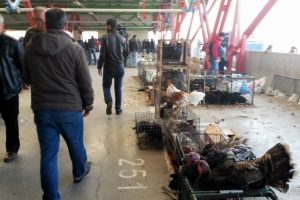 Bursa'da fiyatı yarı yarıya d&uuml;şen hindiler elde kaldı!