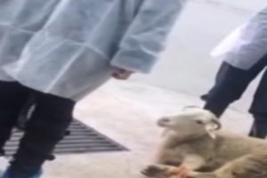 Veterinerlik fak&uuml;ltesini bastılar!