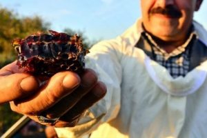 Osmaniye'de kovandan kırmızı bal &ccedil;ıktı