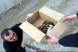 Soğuktan donan 7 yavru k&ouml;pek telef oldu