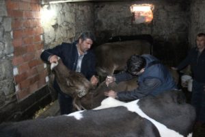 Zonguldak'ta yeni bir şap t&uuml;r&uuml;ne rastlandı