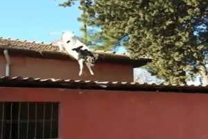 Mezbahadan ka&ccedil;an inek ilgin&ccedil; g&ouml;r&uuml;nt&uuml;lere neden oldu