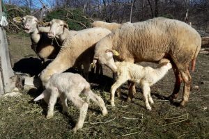 Bursa'nın Keles il&ccedil;esinde &ccedil;alınan k&ouml;pekler k&ouml;yl&uuml;leri canından bezdirdi