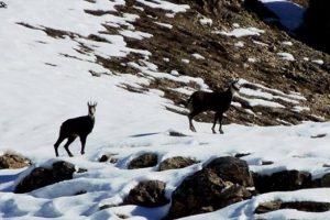 Tunceli'de dağcılar Şamuaları fotoğrafladı