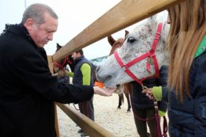 Cumhurbaşkanı Erdoğan, atları elleriyle besledi