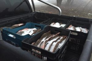 Edirne'de 685 kilo ka&ccedil;ak kalkan balığı ele ge&ccedil;irildi