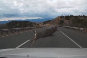 Aniden yola &ccedil;ıktı!