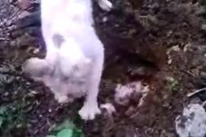 Anne kedi &ouml;len yavrusunu b&ouml;yle defnetti
