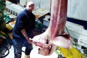 Bodrum a&ccedil;ıklarında dev k&ouml;pekbalığı yakalandı