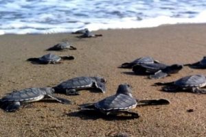 14 Caretta Caretta, başı taşla ezilmiş halde bulundu