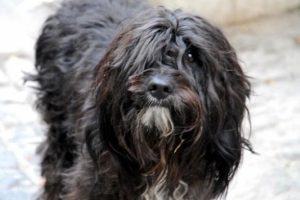 Terk edilen k&ouml;peğin yaşam m&uuml;cadelesi