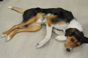Eskişehir Beylikova'da, havalı t&uuml;fekle vurulan bir k&ouml;pek daha fel&ccedil; oldu