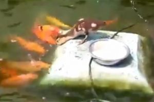 Balıkları tek tek gagasıyla besledi