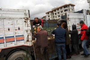 Yalova'da yılbaşı &ouml;ncesi fıstık &ccedil;amı dağıtıldı