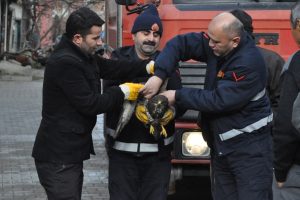 Bursa'da ağa&ccedil;ta mahsur kalan şahin operasyonla kurtarıldı!