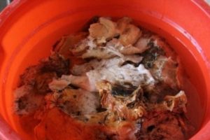 &Ccedil;inli &ccedil;ift&ccedil;i, bulduğu dev mantarın &ouml;l&uuml;ms&uuml;zl&uuml;k verdiğini &ouml;ne s&uuml;r&uuml;yor