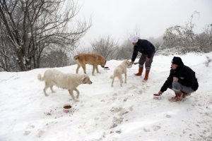 Bursa'da yaban hayvanları a&ccedil; kalmadı