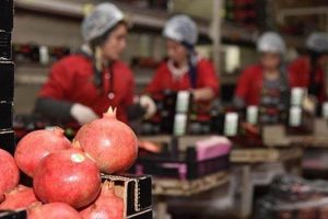 Rusya aralıkta stok yaptı, meyve ihracatı arttı