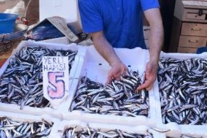 Hamsi kalp krizine karşı koruyor