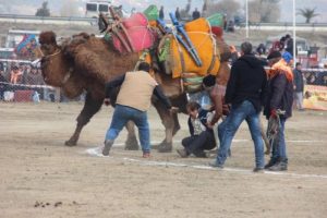 Aydın'da deve g&uuml;reşinin geliri yoksullara verilecek
