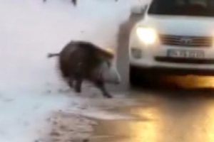 Yola inen domuza otomobil &ccedil;arptı