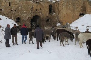 Sahipsiz eşekler soğuktan donmasın diye toplandı
