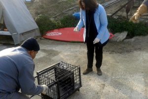 Bursa Mudanya'da g&ouml;n&uuml;ll&uuml;-belediye işbirliğiyle sokak kedilerine bakım
