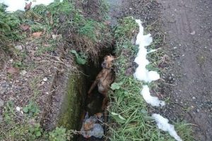 Kuyuya d&uuml;şen k&ouml;pek operasyonla kurtarıldı