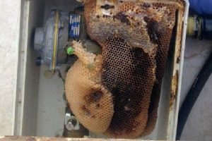 Doğalgaz kutusunun i&ccedil;indeki petekten 6 kilo bal &ccedil;ıktı