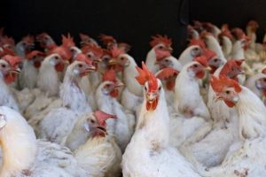 Tavuklar tavuk balıklar balık eti yemeye devam edecek