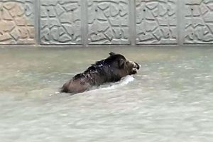 Avcıların elinden kurtulan domuzu, vatandaşlar vurdu